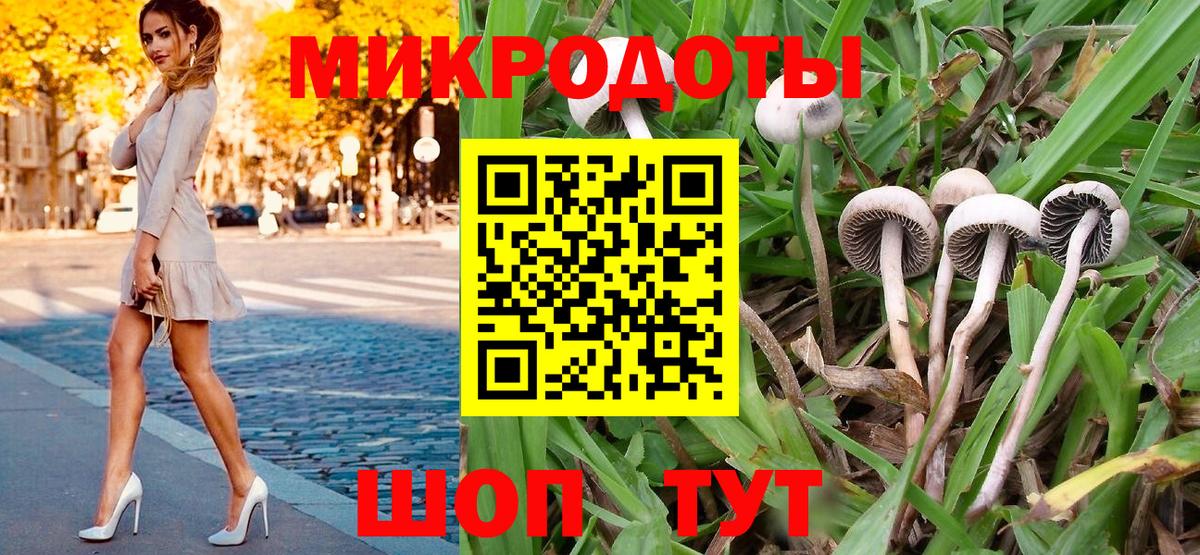 Курчалой  Галлюциногенные грибы Psilocybe  Вход с VPN 